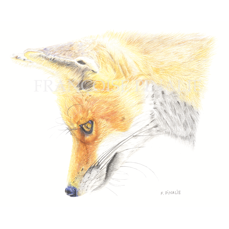 RENARD