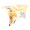 RENARD