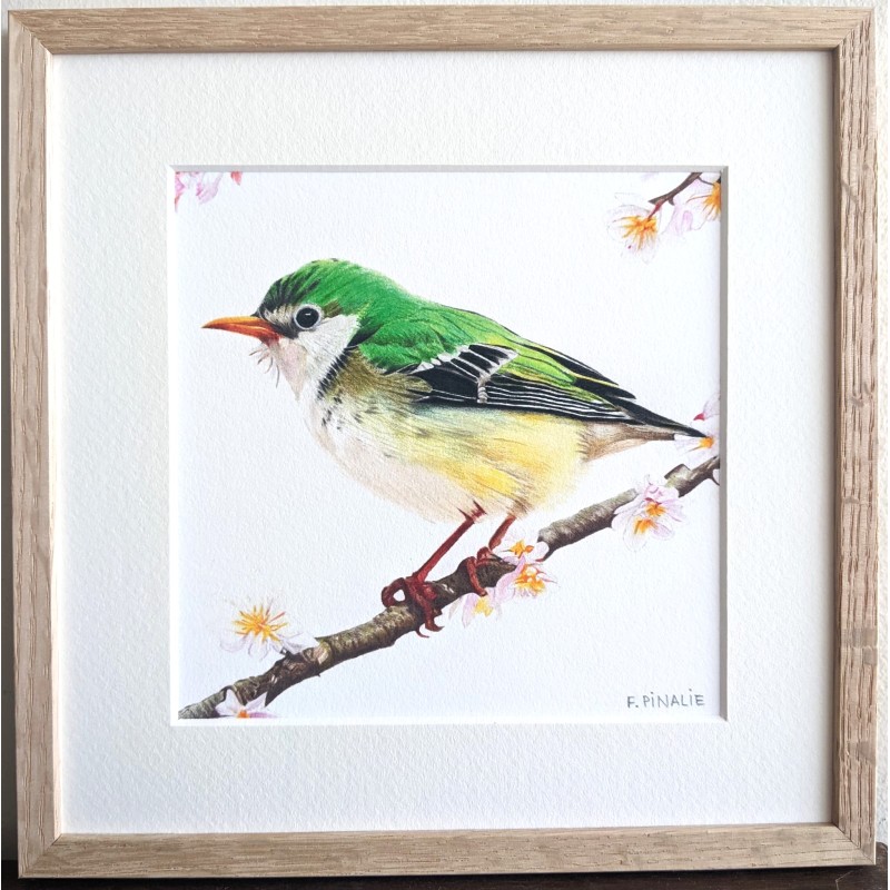 OISEAU VERT