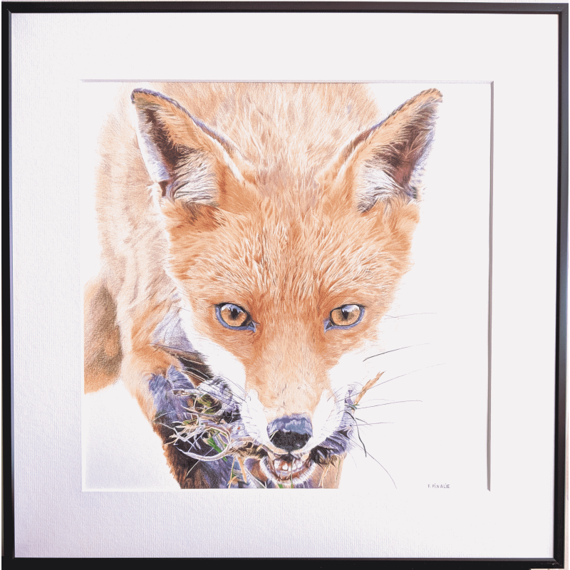 RENARD