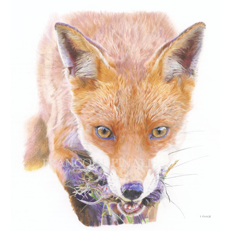 RENARD