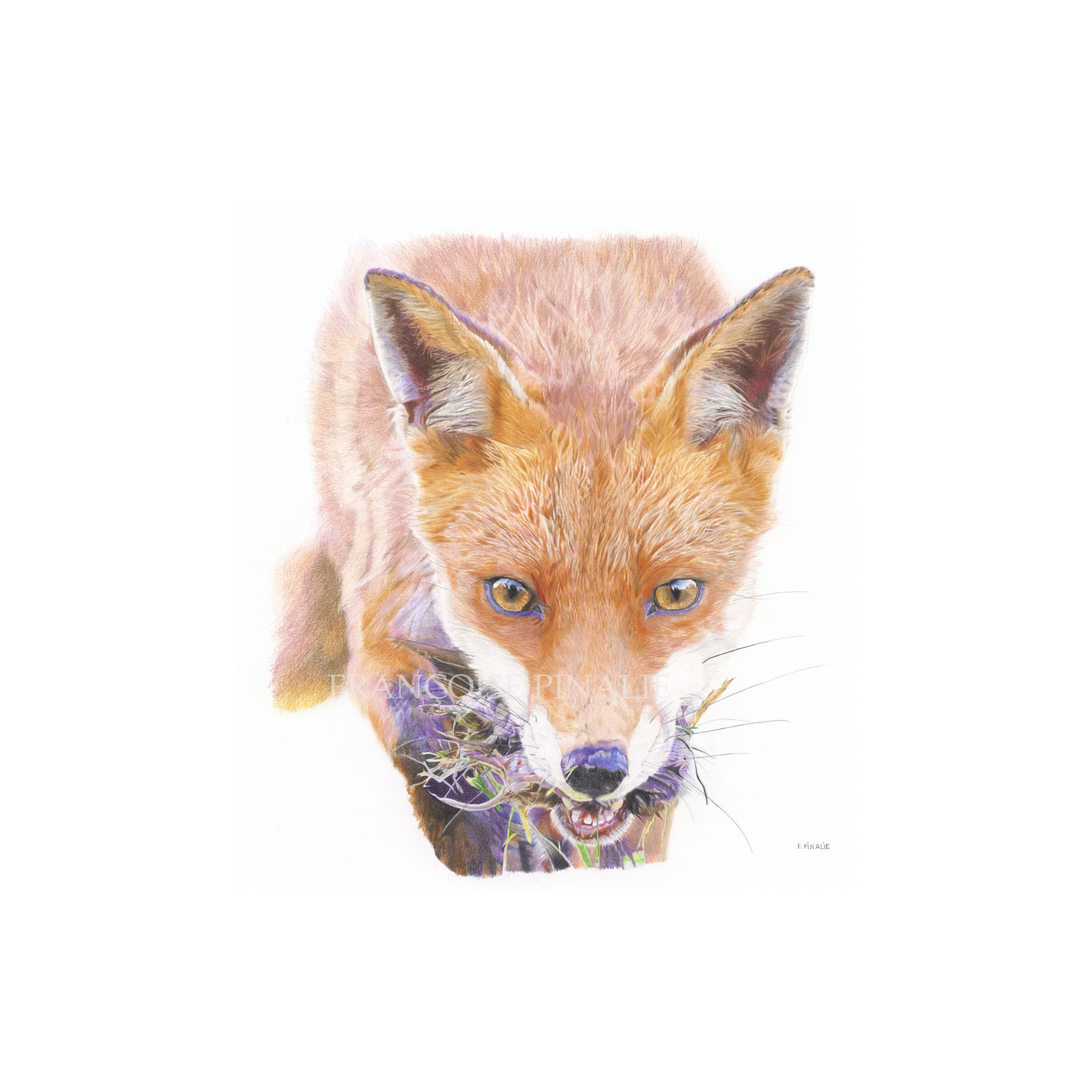 RENARD