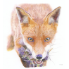 RENARD